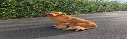 Cockerdor dogs for sale: DNA health tested golden Cockerdor pups - Advert 1