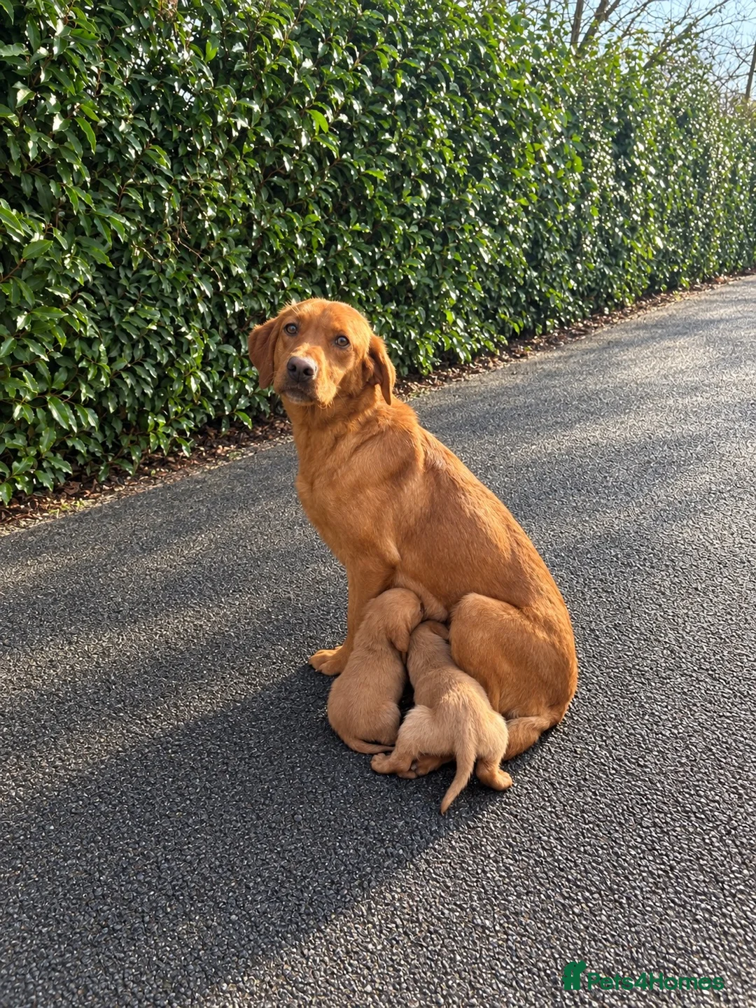 Cockerdor dogs for sale: DNA health tested golden Cockerdor pups - Advert 1