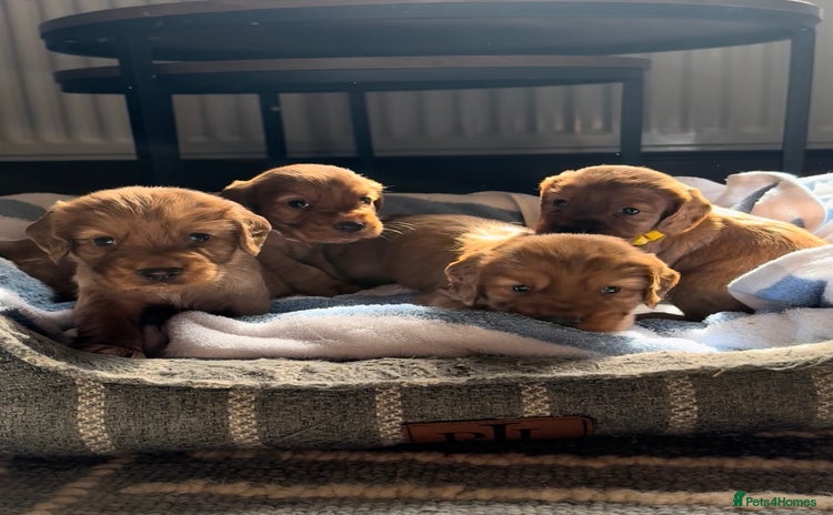 Cocker Spaniel dogs - Advert 1
