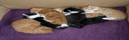 Mixed Breed cats for sale: 7 Adorable kittens ready for their furever home - Advert 6