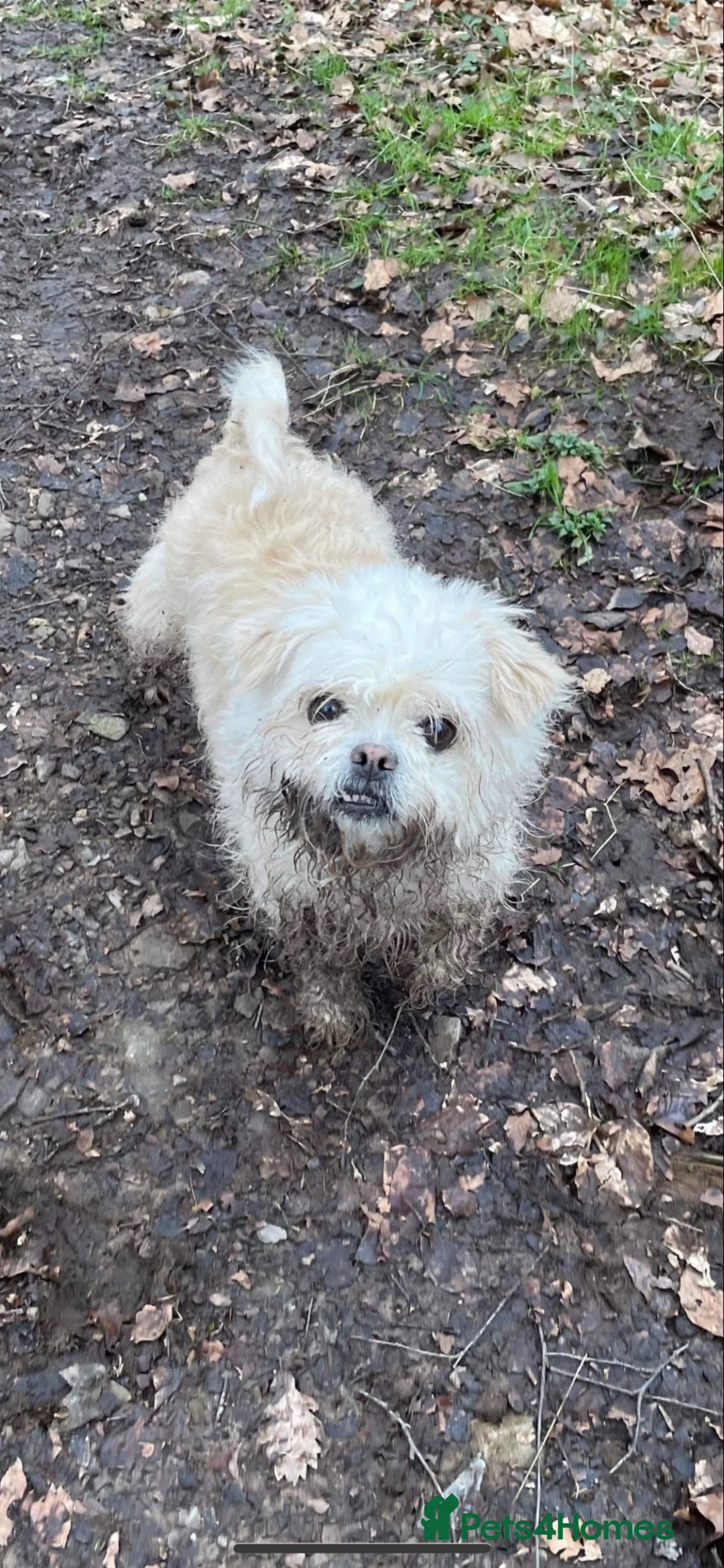 Mixed Breed dogs for sale: ShiChi for Rehome - Advert 1