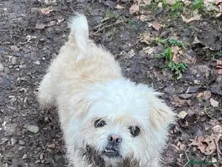 Mixed Breed dogs ShiChi for Rehome - Advert 6