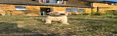 Hay Bale Hero 