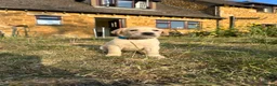 Labrador Retriever dogs for sale: KC registered, Yellow Labrador Retriever Puppies - Advert 9