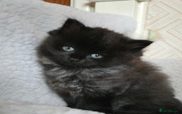 Ragdoll cats for sale: The most adorable black Ragdoll with grey maine - Image 4