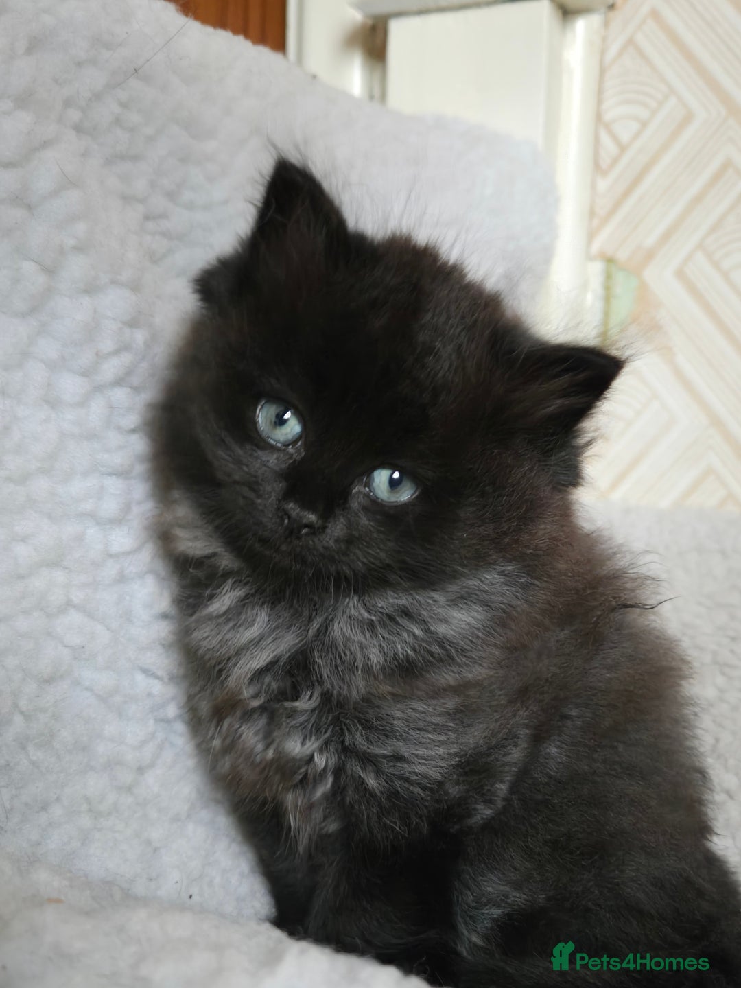 Ragdoll cats for sale: The most adorable black Ragdoll with grey maine - Image 4