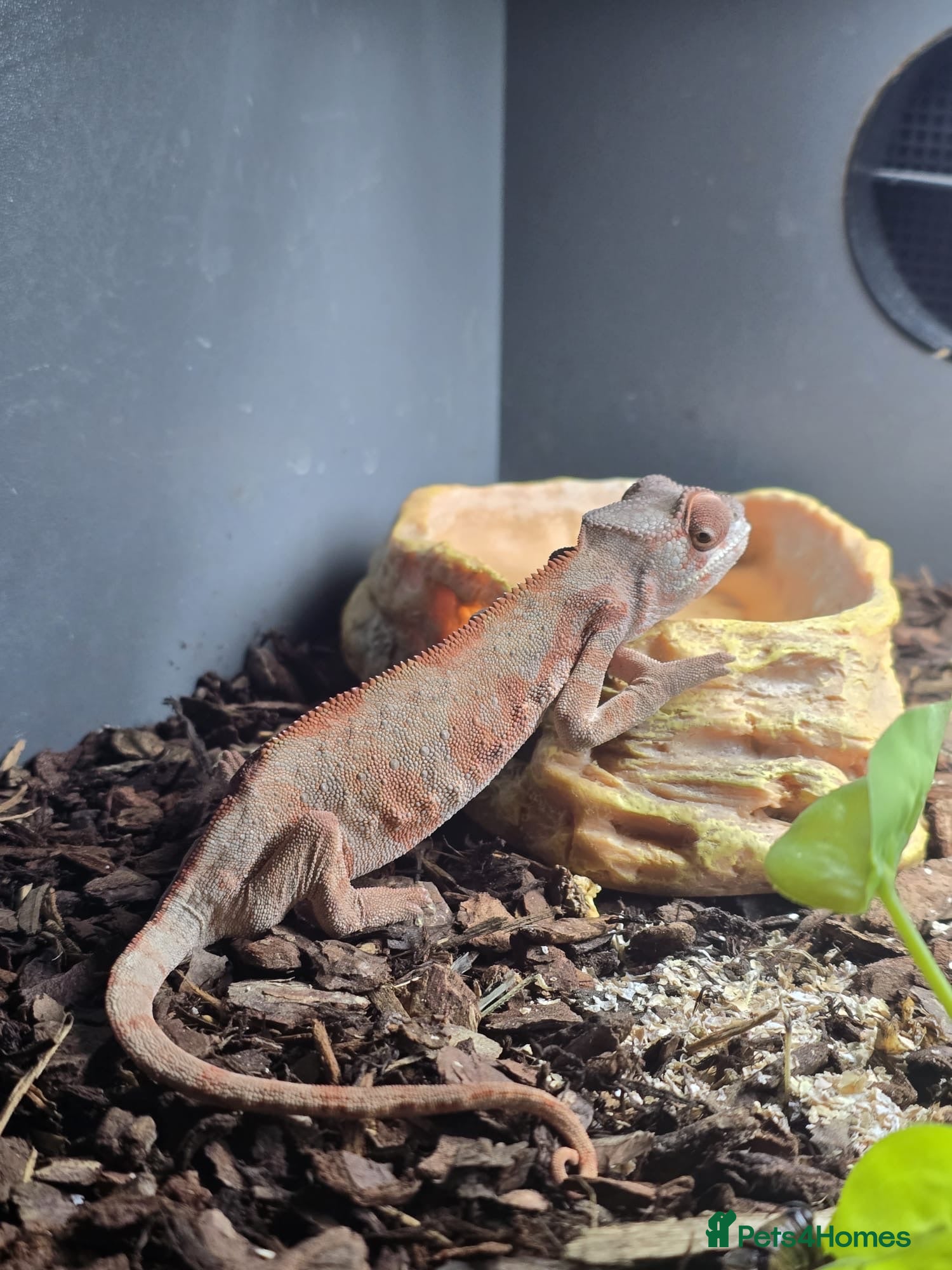 Chameleon reptiles Darren - Advert 1