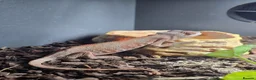 Chameleon reptiles for sale: Darren in Chipping Campden - Advert 1