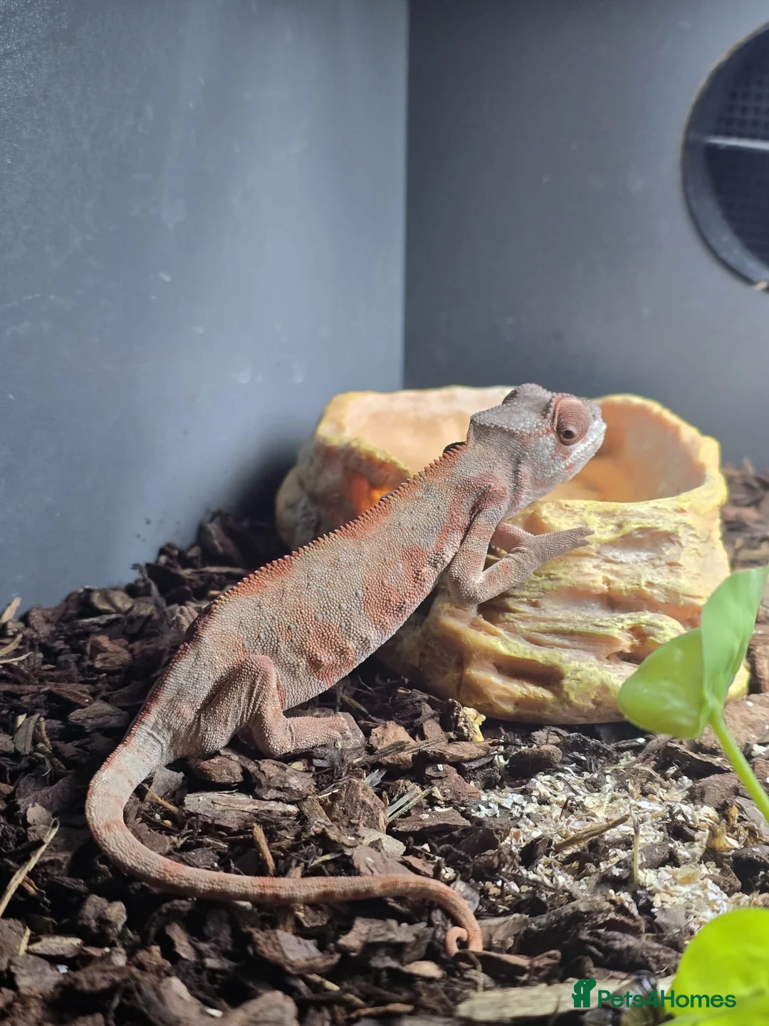 Chameleon reptiles for sale: Darren in Chipping Campden - Advert 1