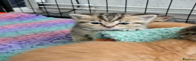 Golden tabby female