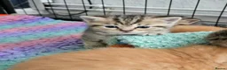 Scottish Fold cats for sale:  Beautiful Scottish fold/scottish straight litter - Advert 25