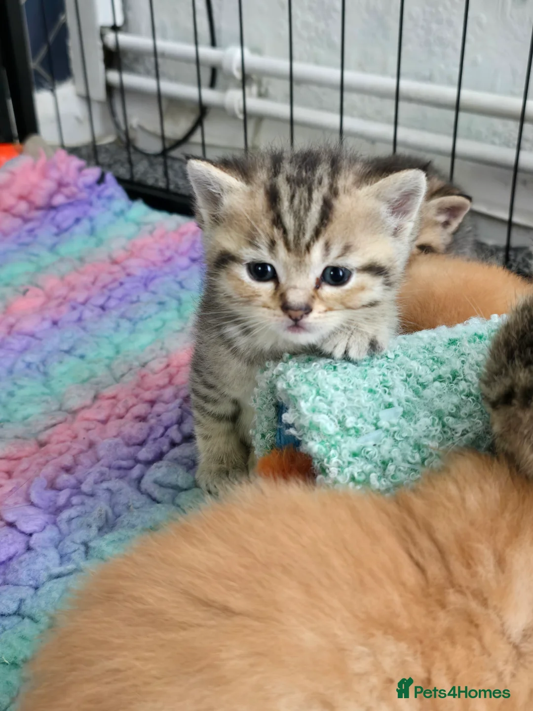 Scottish Fold cats for sale:  Beautiful Scottish fold/scottish straight litter - Advert 25