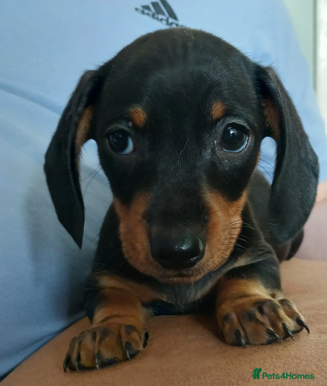 Miniature Dachshund dogs for sale: Mini Dachshund Boys - Advert 5