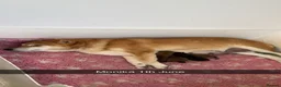 Japanese Shiba Inu dogs for sale: Outstanding original japanice Shiba Inu puppies  - Advert 2