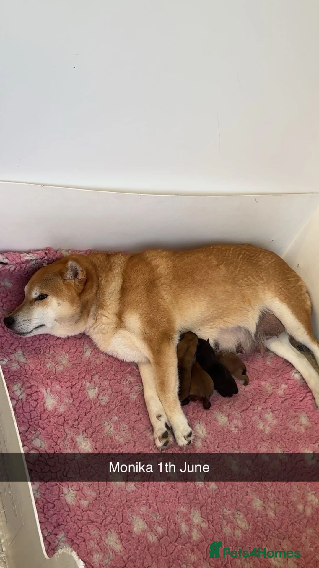 Japanese Shiba Inu dogs for sale: Outstanding original japanice Shiba Inu puppies  - Advert 2