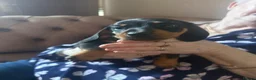 Miniature Dachshund dogs for sale: Miniature dachshund puppies - Advert 10