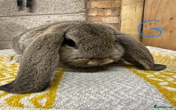 Mini Lop rabbits for sale: Mini Lop Rabbits For Sale  - Image 4