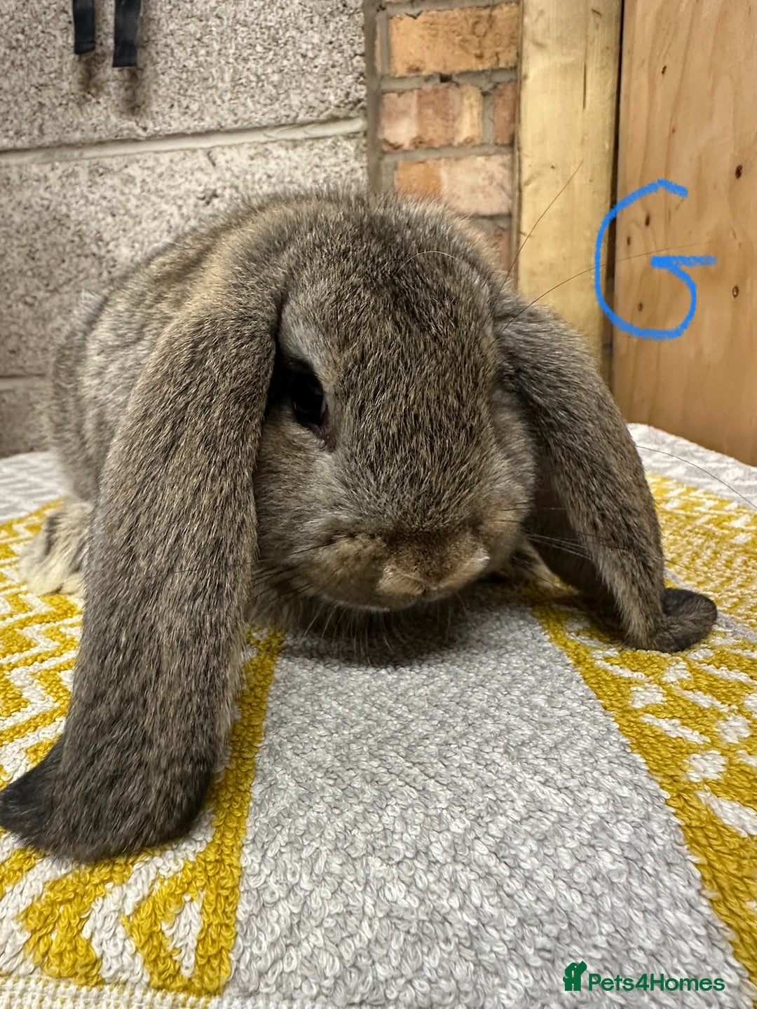 Mini Lop rabbits for sale: Mini Lop Rabbits For Sale  - Image 4