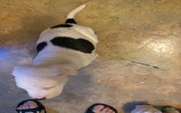American Bulldog dogs for sale: American staffie cross pups  - Image 11