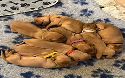 Mixed Breed dogs for sale: Vizslador puppies - Image 1