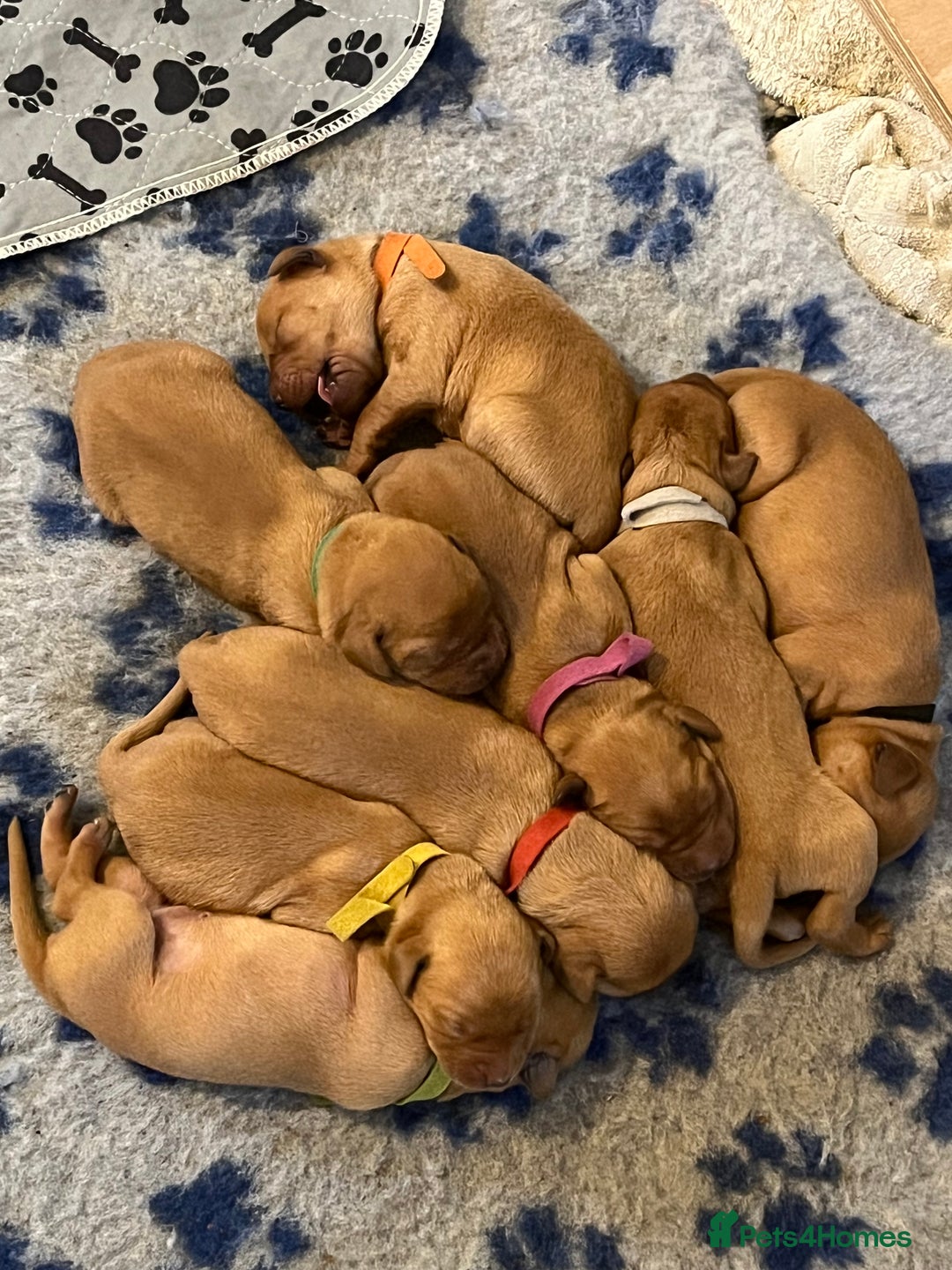 Mixed Breed dogs for sale: Vizslador puppies - Image 1