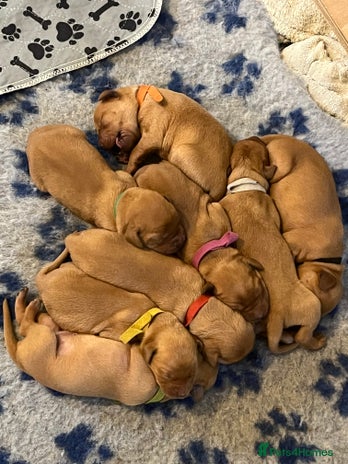 Mixed Breed dogs - Advert 6