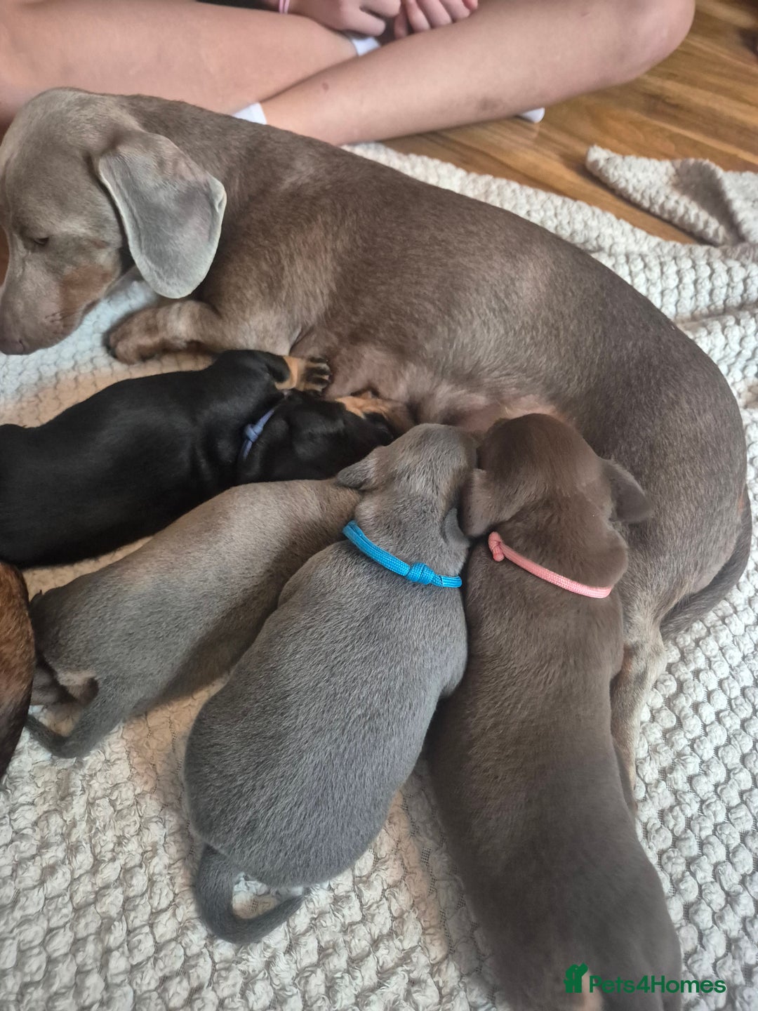 Dachshund dogs for sale: 3 female miniature dashounds  - Image 11