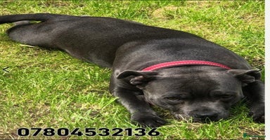 Staffordshire Bull Terrier dogs - Advert 4