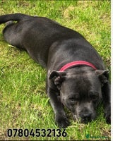 Staffordshire Bull Terrier dogs - Advert 4