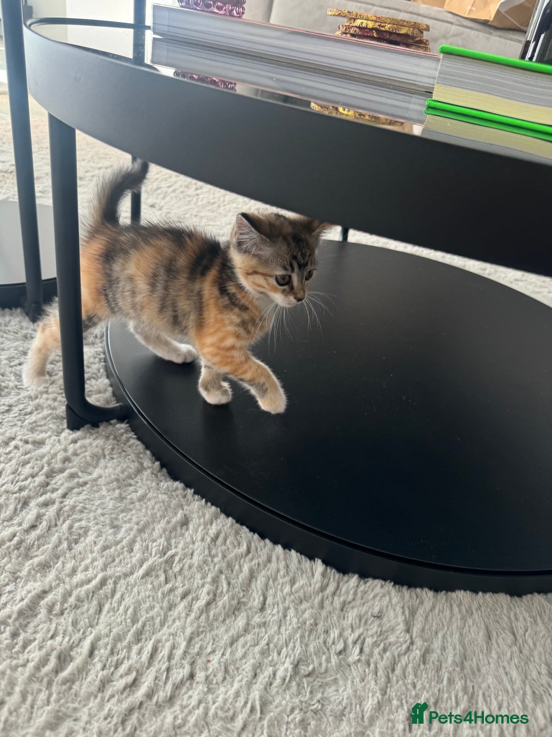 Ragdoll cats for sale: Mixed Ragdoll QUEEN💛 - Image 4