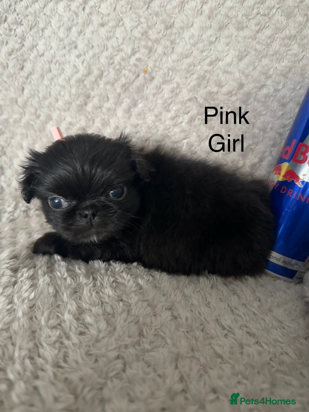 Mixed Breed dogs for sale: Tiny Pugingese pups  - Image 28