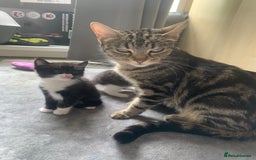 Domestic Shorthair cats for sale: 2 girls one boy!  - Image 17