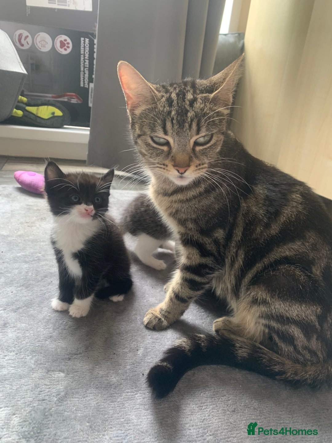 Domestic Shorthair cats for sale: 2 girls one boy!  - Image 17