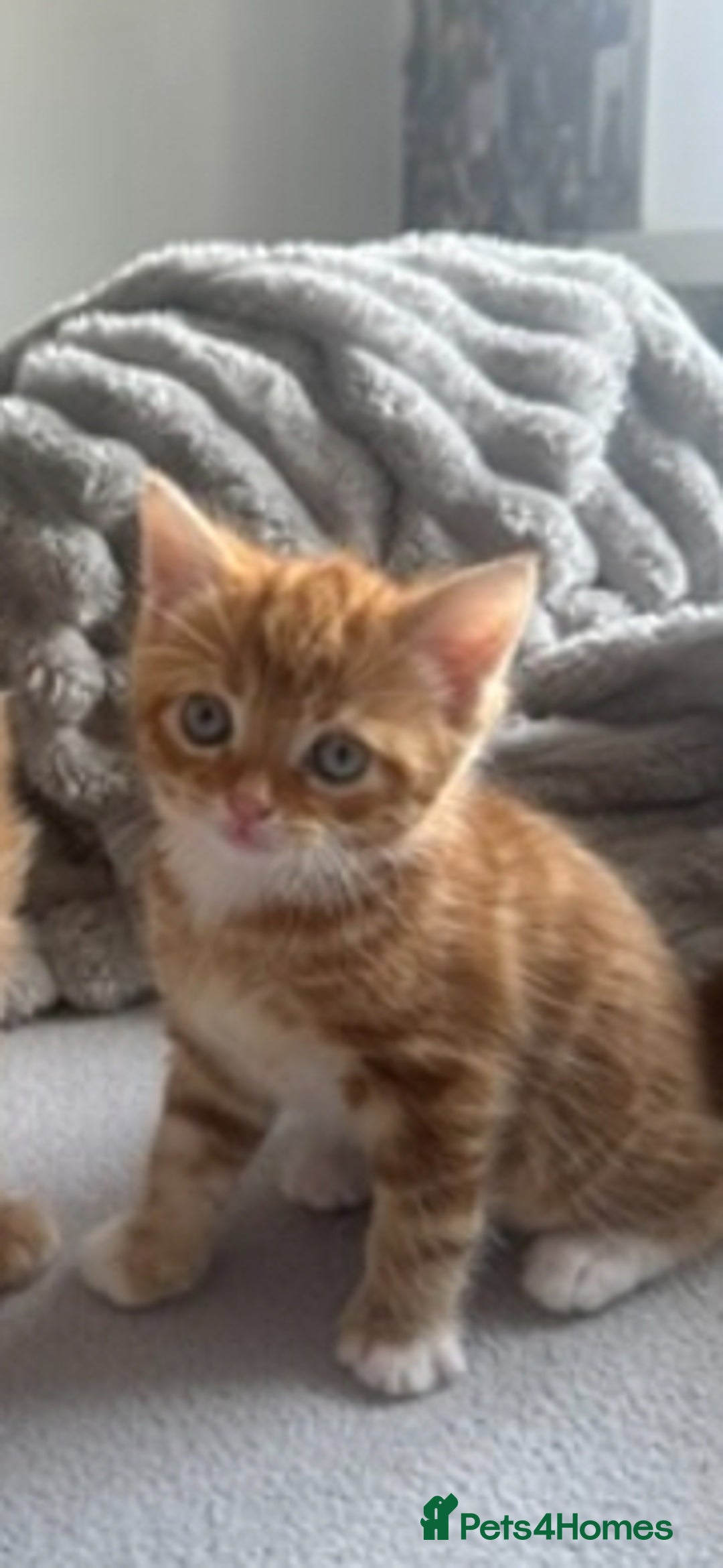 Mixed Breed cats for sale: Beautiful ginger kittens  - Image 12