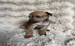 Mixed Breed dogs for sale: 3/4 Italian greyhound puppies  - Image 10