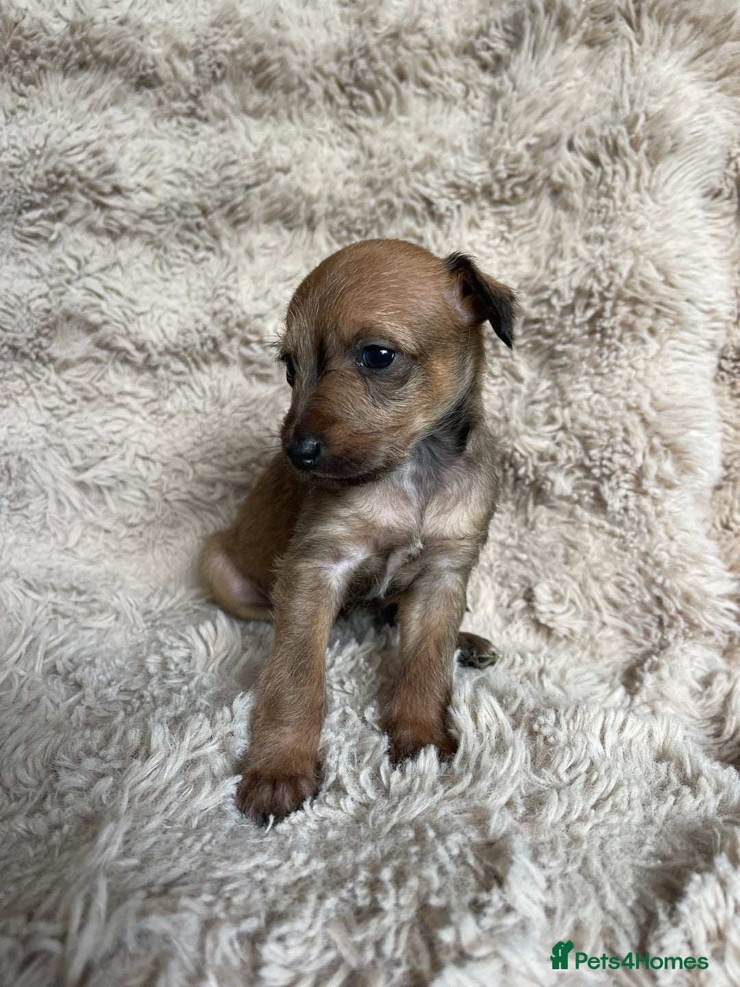 Mixed Breed dogs for sale: 3/4 Italian greyhound puppies  - Image 10