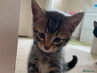Mixed Breed cats 7 Kittens for Sale - Advert 1
