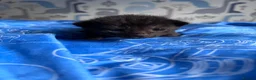 Mixed Breed cats for sale: Male kittens for sale - Advert 8