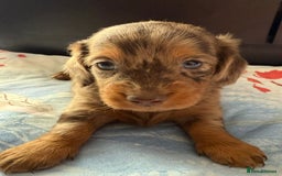 Dachshund dogs for sale: 3 beautiful long hair daschund puppies - Image 1