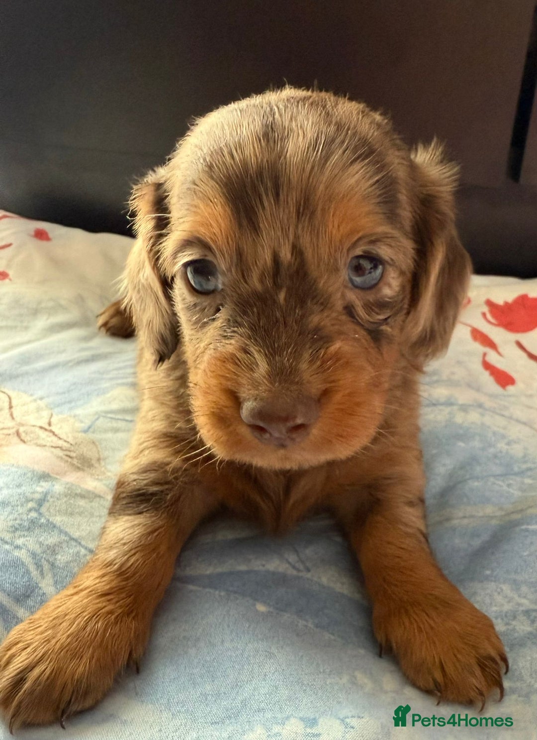 Dachshund dogs for sale: 3 beautiful long hair daschund puppies - Image 1