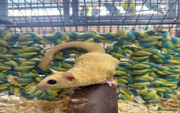 Sugar Glider rodents for sale: Lots of stunning sugar gliders  - Image 1