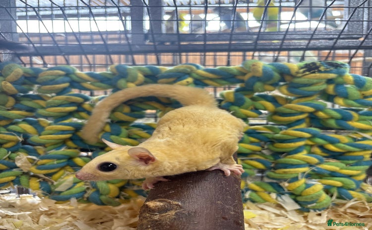 Sugar Glider rodents - Advert 2