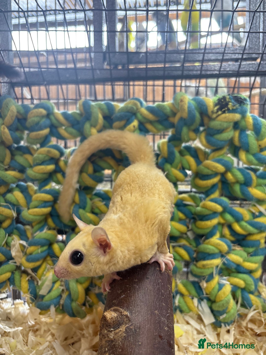 Sugar Glider rodents for sale: Lots of stunning sugar gliders  - Image 1