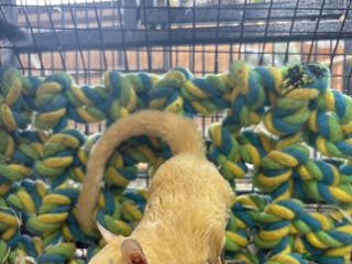 Sugar Glider rodents Lots of stunning sugar gliders - Advert 8