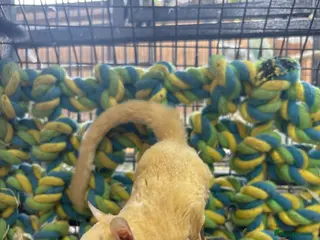 Sugar Glider rodents Lots of stunning sugar gliders - Advert 5