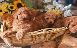 Toy Poodle dogs for stud: STUD TEDDY COCH BAILEY RED FOX ( KC REG 5TH GEN) in Stourbridge - Image 7