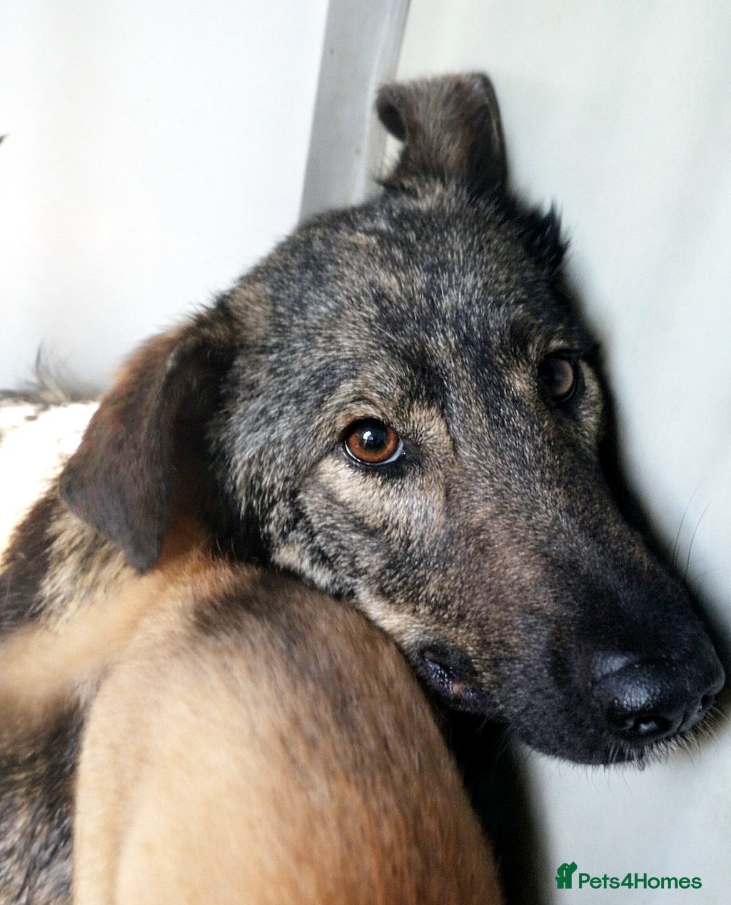 Mixed Breed dogs Misha 🌸 A Mother’s Heart Ready for Peace - Advert 2