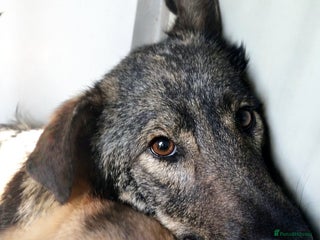 Mixed Breed dogs Misha 🌸 A Mother’s Heart Ready for Peace - Advert 2