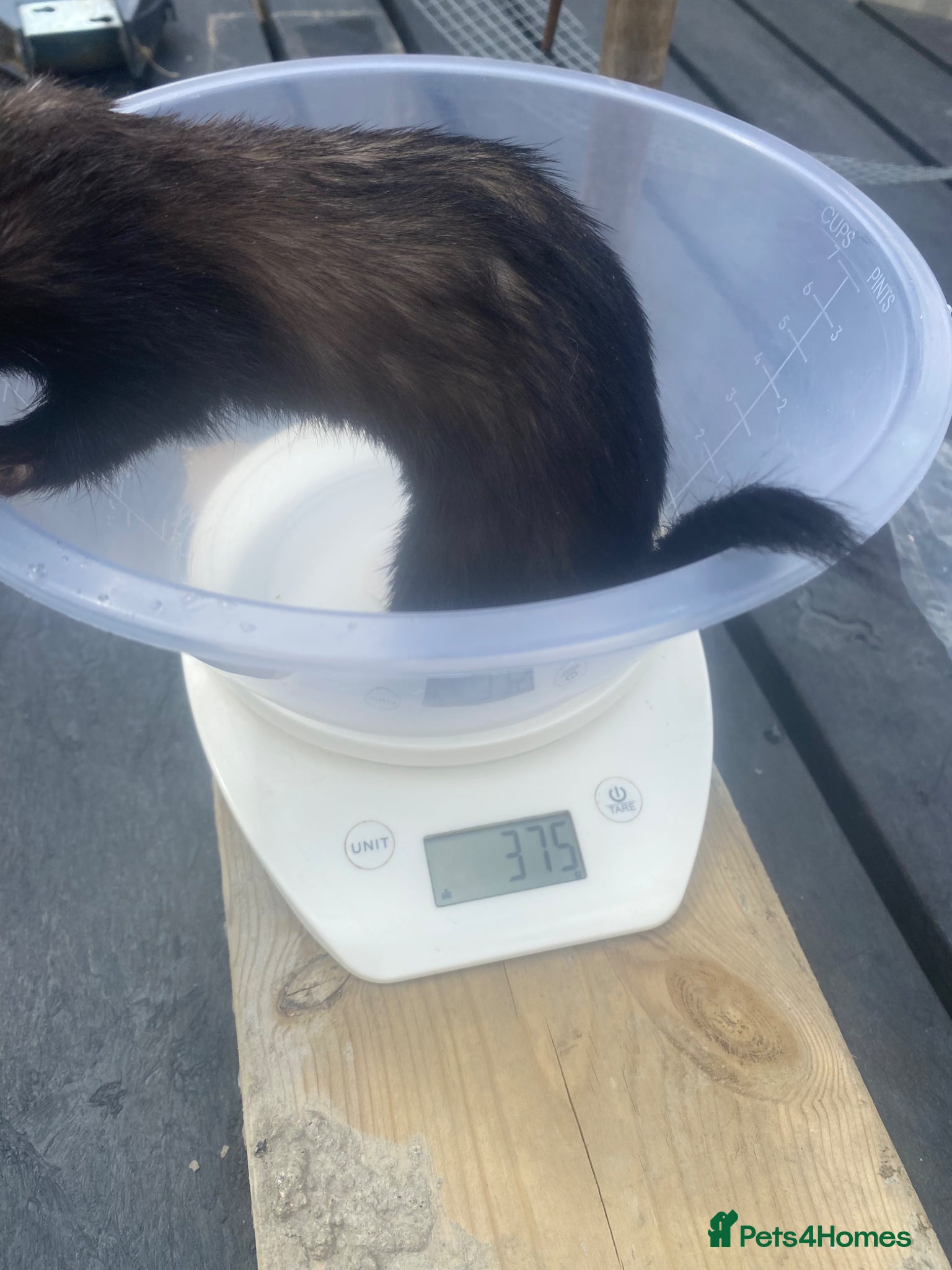 Ferret rodents Half Micro Ferret kits, WF3 postcode  - Advert 2