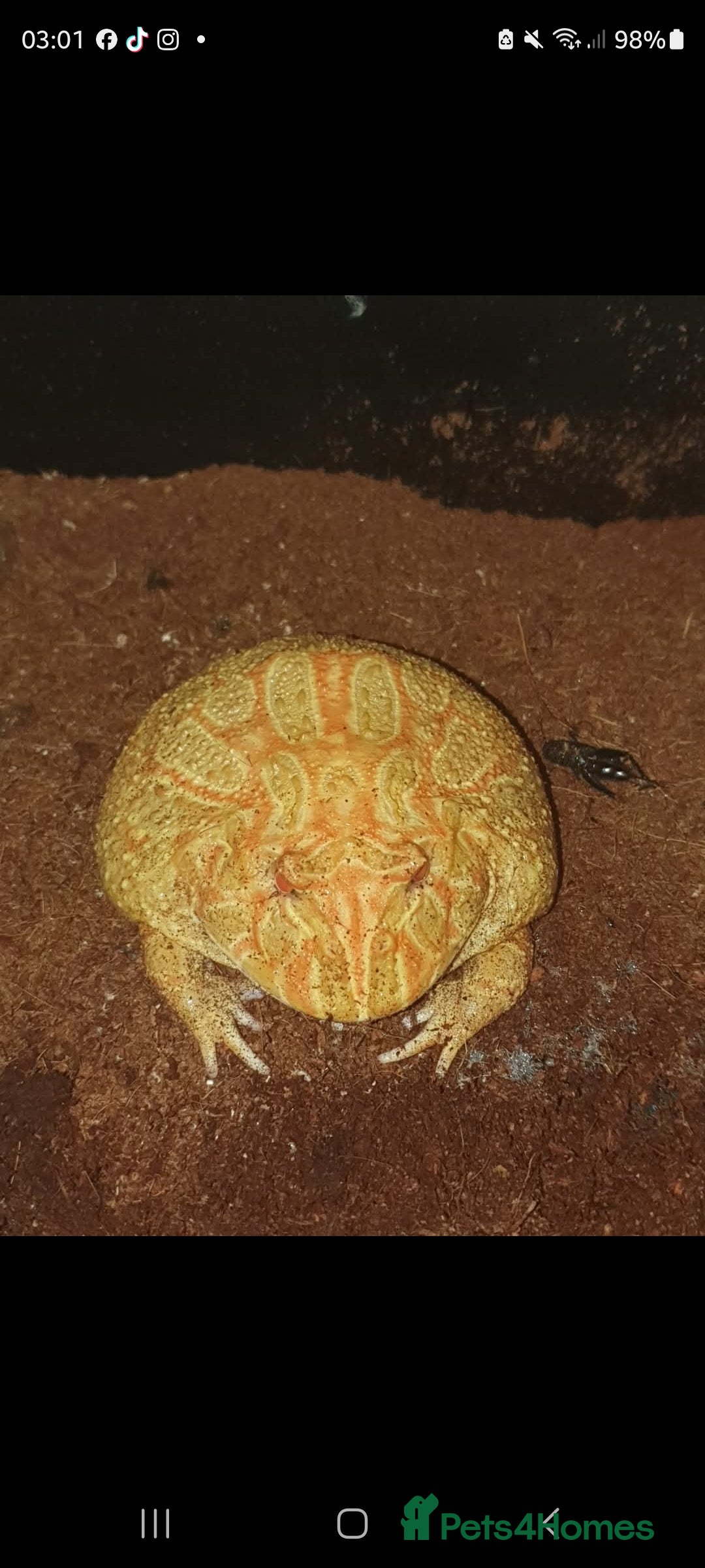 Frog reptiles for sale: Pacman frog female  - Advert 1